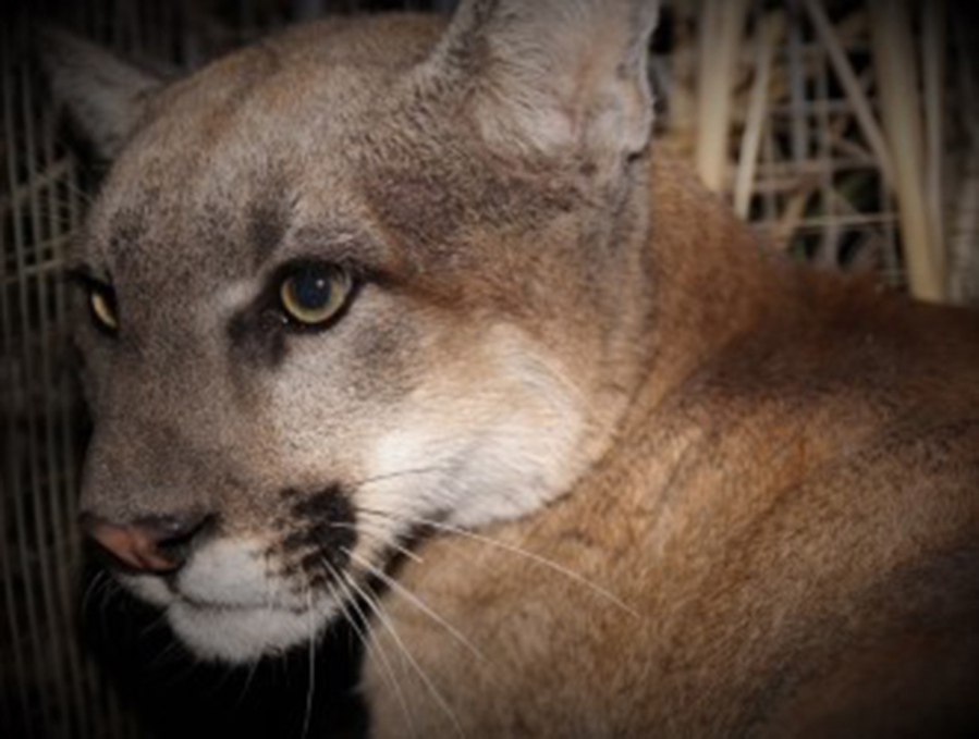 This young male mountain lion, named P-95, was captured in the central Santa Monica Mountains on Jan. 16. (Jeff Sikich/U.S.