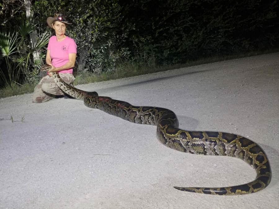 Python hunter Donna Kalil caught a 13-foot snake in the Everglades last spring.