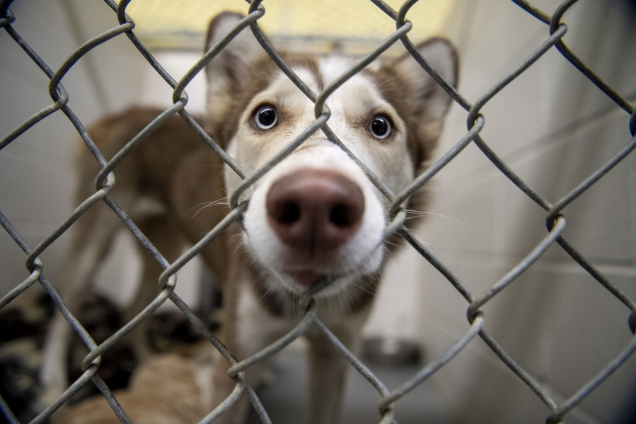 Holly, a husky puppy, stares out from her kennel at the West Columbia Gorge Humane Society in Washougal.