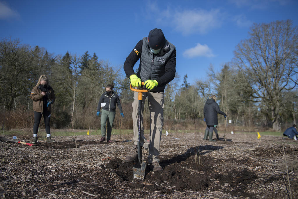 Francisco Flores of Amazon, center, joins fellow volunteers as they plant native trees  on Monday morning during the Martin Luther King Day of Service at Meadowbrook North. Over 50 volunteers came out to the event hosted by the Lower Columbia Estuary Partnership, which was aimed at restoring native habitat and improving water quality of Burnt Bridge Creek in Vancouver. Over 300 trees were planted.