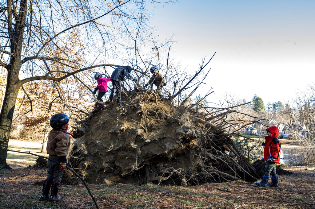 Children climb  around a large ponderosa pine that fell in Cannon Hill Park after a windstorm passed the area on Wednesday, Jan. 13, 2021 in  A powerful wind storm has rolled through the Pacific Northwest left a trail of damage.