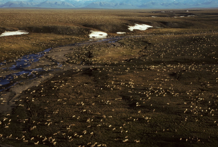 FILE - This undated aerial file photo provided by U.S. Fish and Wildlife Service shows a herd of caribou on the Arctic National Wildlife Refuge in northeast Alaska. President Joe Biden on Wednesday, Jan. 20, 2021, signaled plans to place a temporary moratorium on oil and gas lease activities in Alaska&#039;s Arctic National Wildlife Refuge after the Trump administration issued leases in a remote, rugged area considered sacred by the Indigenous Gwich&#039;in. (U.S.