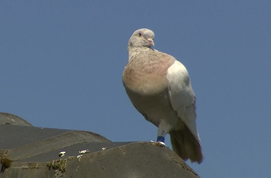 In this image made from video, a racing pigeon sits on a rooftop Wednesday, Jan. 13, 2021, in Melbourne, Australia, The racing pigeon, first spotted in late Dec. 2020, appears to have made an extraordinary 13,000-kilometer (8,000-mile) Pacific Ocean crossing from the United States to Australia. Experts suspect the pigeon named Joe, after the U.S. president-elect, hitched a ride on a cargo ship to cross the Pacific.