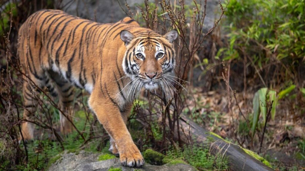 Woodland Park Zoo's first female Malayan tiger, Azul (Jeremy Dwyer-Lindgren/Woodland Park Zoo )