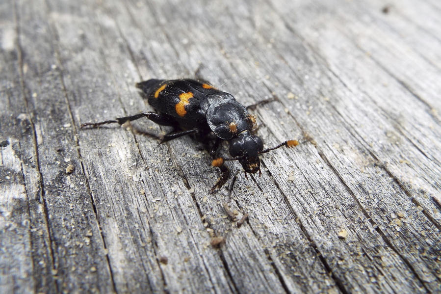 This November 2020 photo provided by Dr. Vanessa R. Lane shows a Nicrophorus orbicollis beetle in Georgia. Burying beetles scout for a dead mouse or bird, dig a hole and bury it, pluck its fur or feathers, roll its flesh into a ball and cover it in goop _ all to feed their future offspring. Now scientists think that goo might do more than just slow down decay. It also appears to hide the scent of the decomposing bounty and boosts another odor that repels competitors. (Vanessa R. Lane via AP) (Vanessa R.