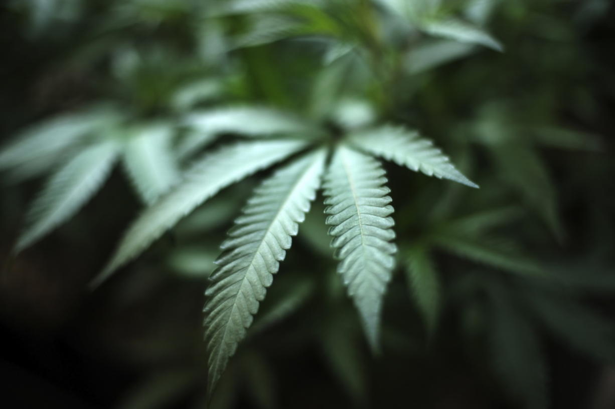 Growing pot at home could become legal in Washington - The Columbian
