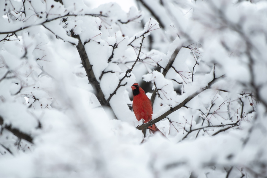 A cardinal sits in the branches of a tree during a major snowstorm in Ottawa on Saturday.