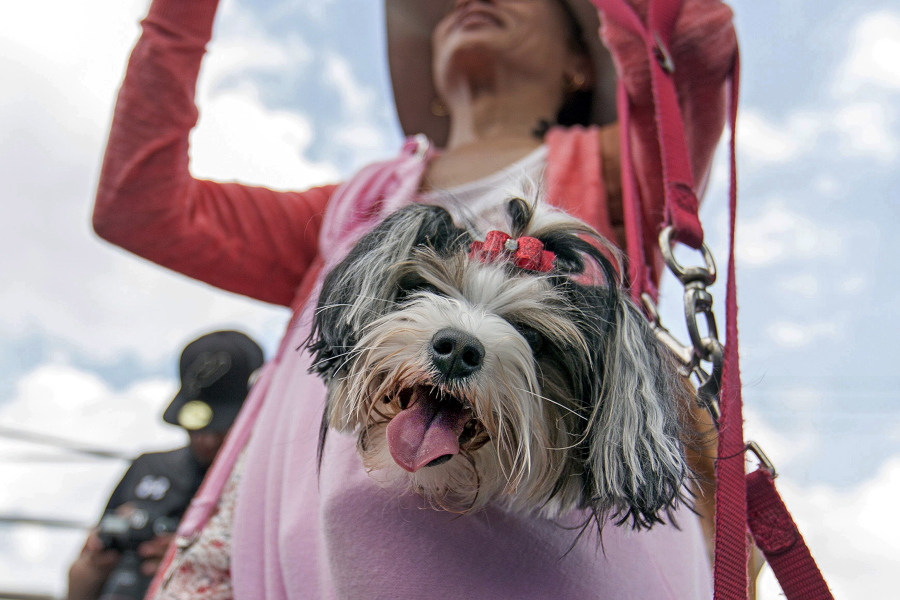 FILE -- This April 29, 2017 file photo shows Aja, a Biewer Terrier, watching the DockDogs competition, from a jacket pocket of her owner Charli Yarbrough, during the annual Pet Lovers&#039; Extravaganza in Virginia Beach, Va. The American Kennel Club announced Monday, Jan. 4, 2021, that the Biewer Terrier has received full recognition, and is eligible to compete in the Toy Group, bringing the number of AKC-recognized breeds to 197.