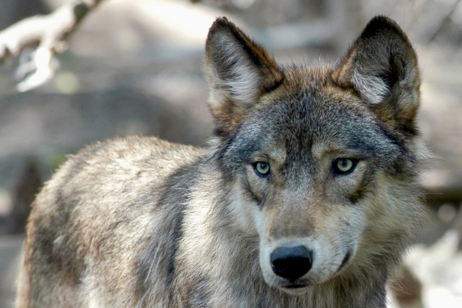 A gray wolf at the Wildlife Science Center in Forest Lake, Minn. Colorado is going to be reintroducing gray wolves.