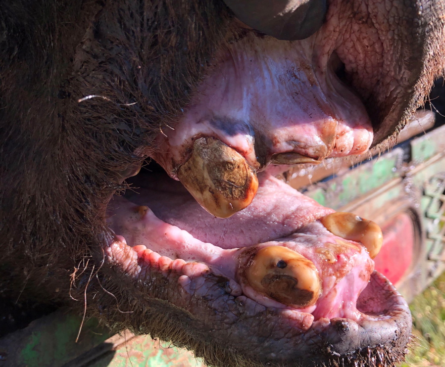 This 2020 photo provided by the Wyoming Game and Fish Department shows the worn, mostly toothless jaw of Grizzly 168. The grizzly was the oldest documented in the Yellowstone region. Bear biologists euthanized the 34-year-old grizzly due to its poor health.