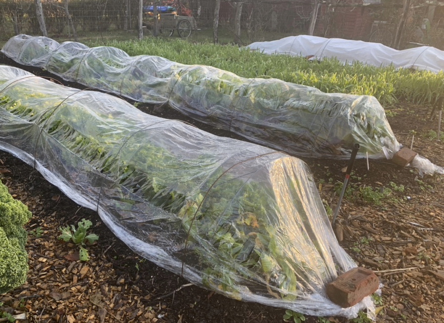 Hardy vegetables such as lettuce, endive, and arugula can be harvested well into autumn even in northern gardens with some protection from &quot;tunnels&quot; covered with clear plastic or row covers.