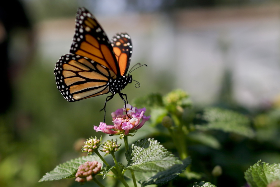 A monarch butterfly is seen in Vista, Calif., in 2015. The number of western monarchs wintering along the California coast has plummeted, researchers announced Tuesday.