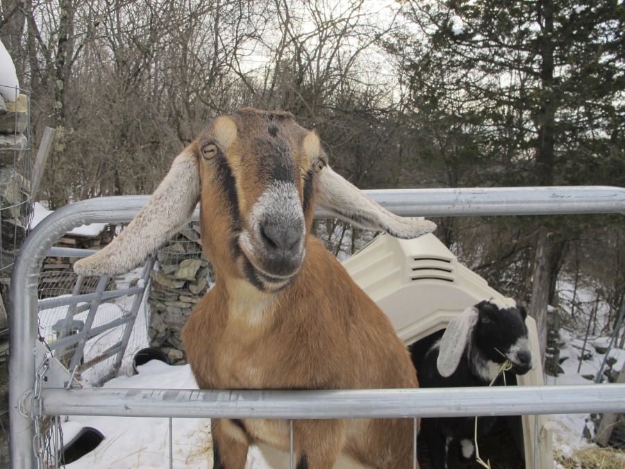 Lincoln, a Nubian goat, stands in her pen in Fair Haven, Vt.