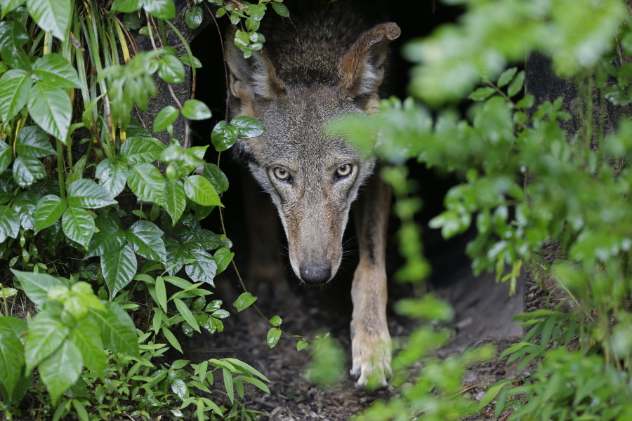 A female red wolf emerges from her den sheltering newborn pups May 13, 2019, at the Museum of Life and Science in Durham, N.C. A judge has ordered the federal government to come up with a plan to release more endangered red wolves from breeding programs to bolster the dwindling wild population.