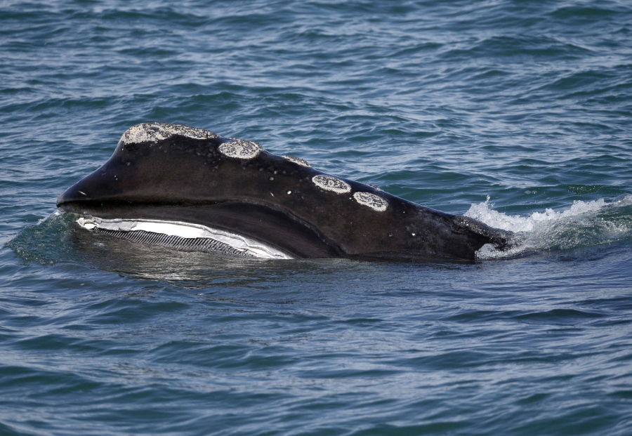 FILE - In this March 28, 2018 file photo, a North Atlantic right whale feeds on the surface of Cape Cod bay off the coast of Plymouth, Mass. The Switzerland-based International Union for Conservation of Nature said Thursday, July 9, 2020, it is moving the North Atlantic right whale from &quot;endangered&quot; to &quot;critically endangered&quot; on its Red List of jeopardized species.
