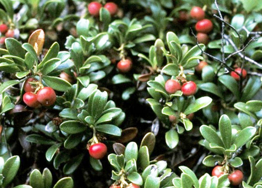 Kinnikinnik is a longtime favorite, evergreen groundcover with all season interest in the garden.