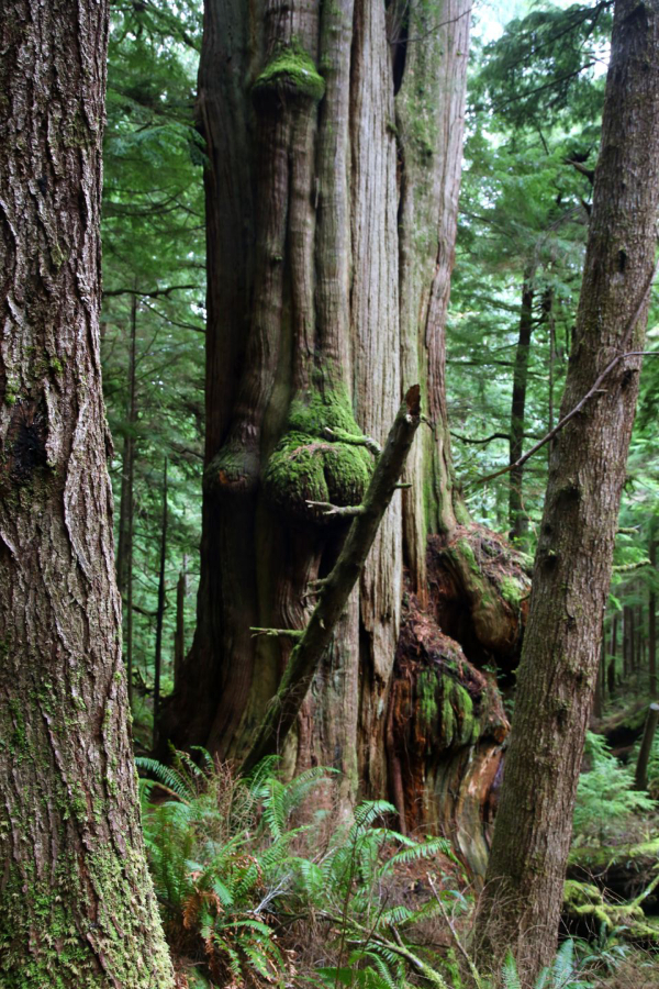 The 1,040-acre Ecola Creek Forest Reserve contains a small segment of old-growth coastal rainforest,