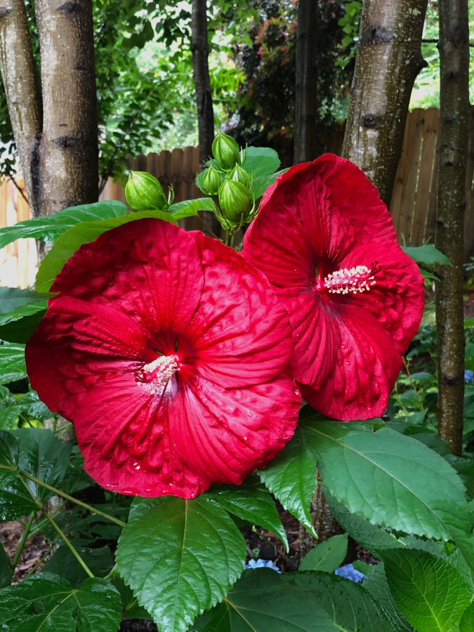 The Summerfic Holy Grail photographed in June shows the tropical looking feel of the large deep red flowers.
