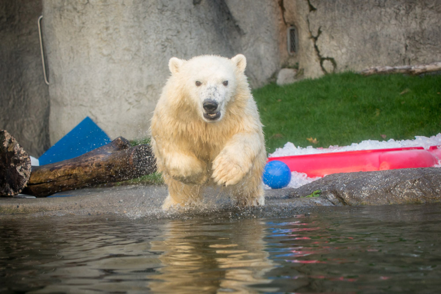11-month-old Nora the polar bear dives into her pool at the Oregon Zoo.
