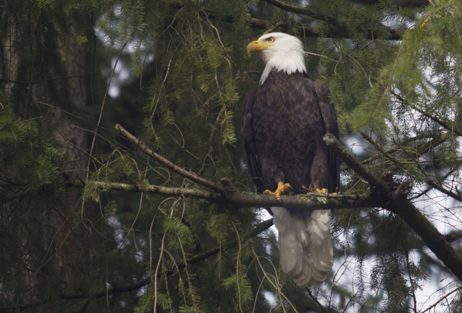 A bald eagle perches in a tree and surveys activity along a rural Vancouver road in 2015.