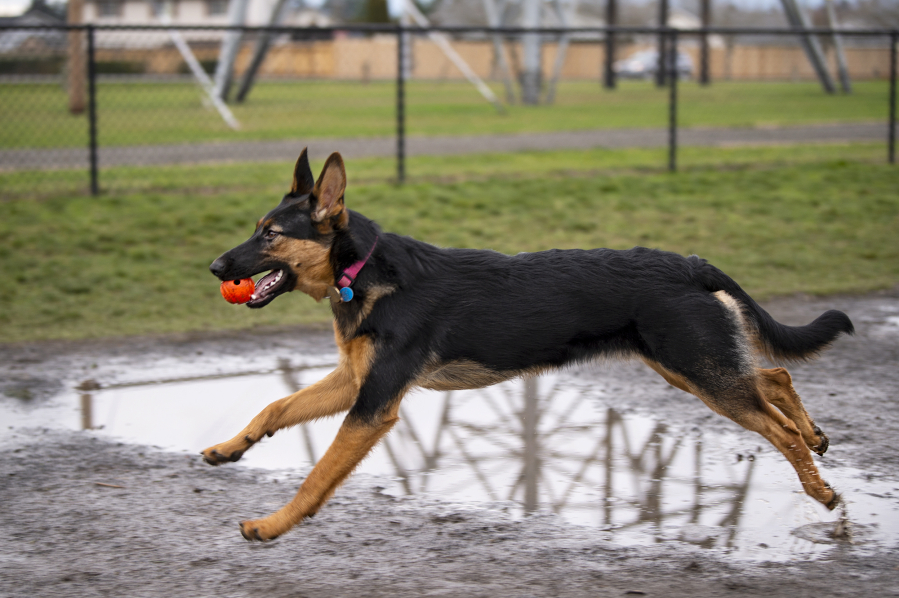 Tikka, a 7-month-old German shepherd, hurdles a puddle to return a ball to her owner Friday at the Dakota Memorial Off-Leash Dog Park in east Vancouver.