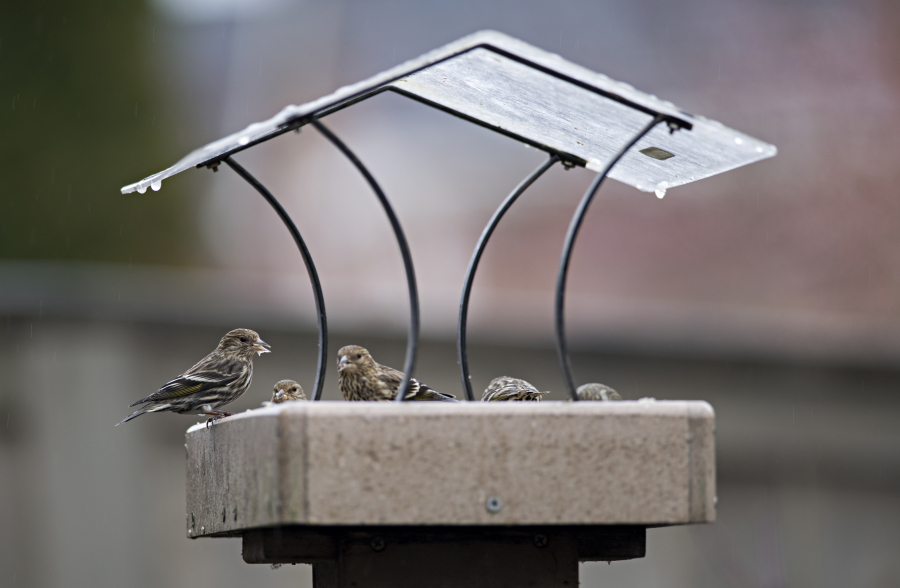 The Washington Department of Fish and Wildlife is asking residents in Southwest Washington to take down bird feeders and bird baths to prevent birds from congregating and spreading disease. An outbreak of salmonellosis has caused a die-off of songbirds in areas around the state.
