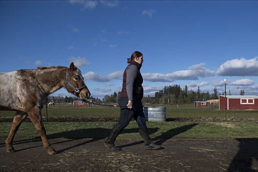 Kassandra Bullcreek, ranch manager at Silver Buckle Ranch in Brush Prairie, walks with Angel, 14, a Pony of the Americas, through the ranch, which closed to classes last week because of snow.