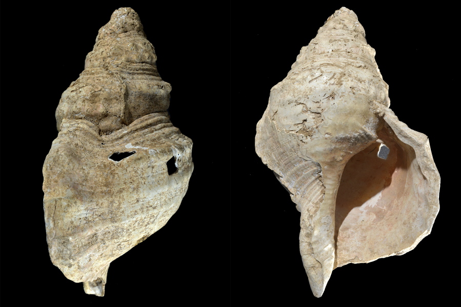 This combination of photos provided by researcher Carole Fritz shows two sides of a 12-inch conch shell discovered in a French cave with prehistoric wall paintings in 1931.
