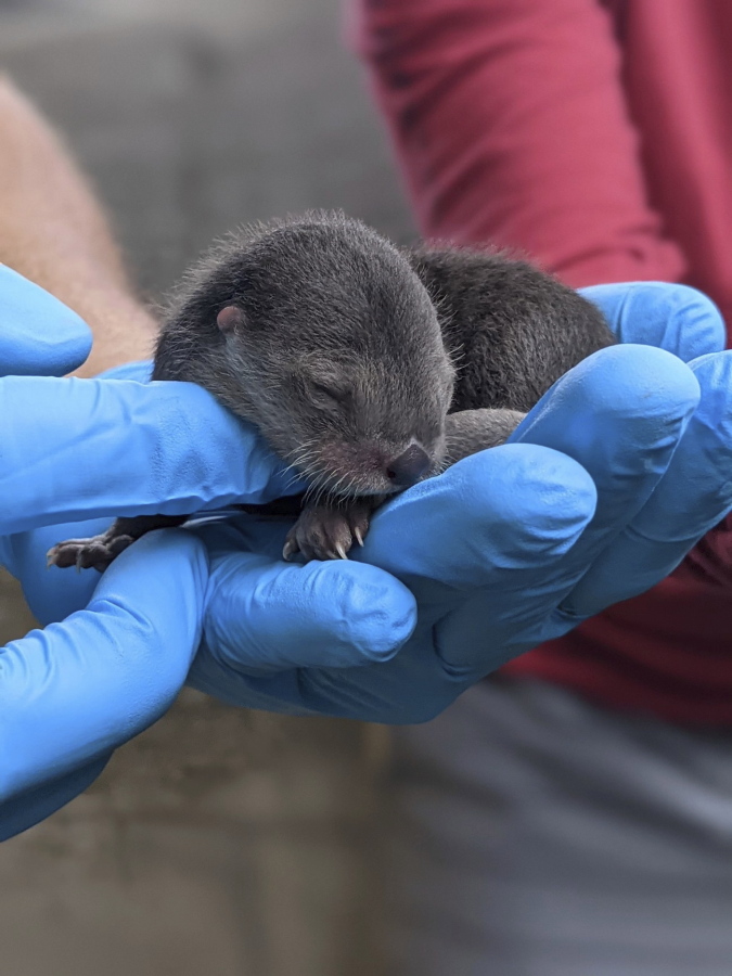 In this photo provided by Zoo Miami, a North American river otter pup, born on Friday, Feb. 5, 2021, is held at the zoo in Miami. Zoo Miami is celebrating the birth of three North American river otter pups.