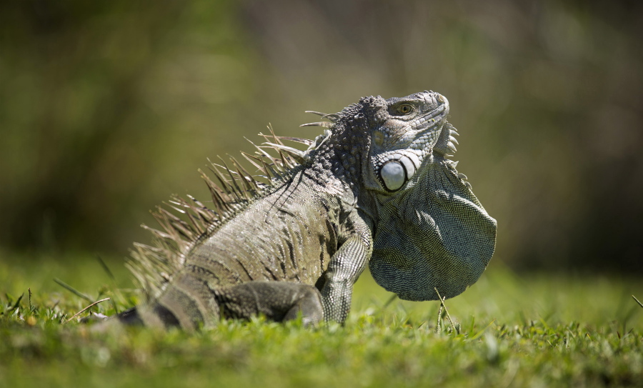 A green iguana expands a pouch of skin underneath the lower jaw called a dewlap, as it sits in the sun on Key Biscayne, Fla.