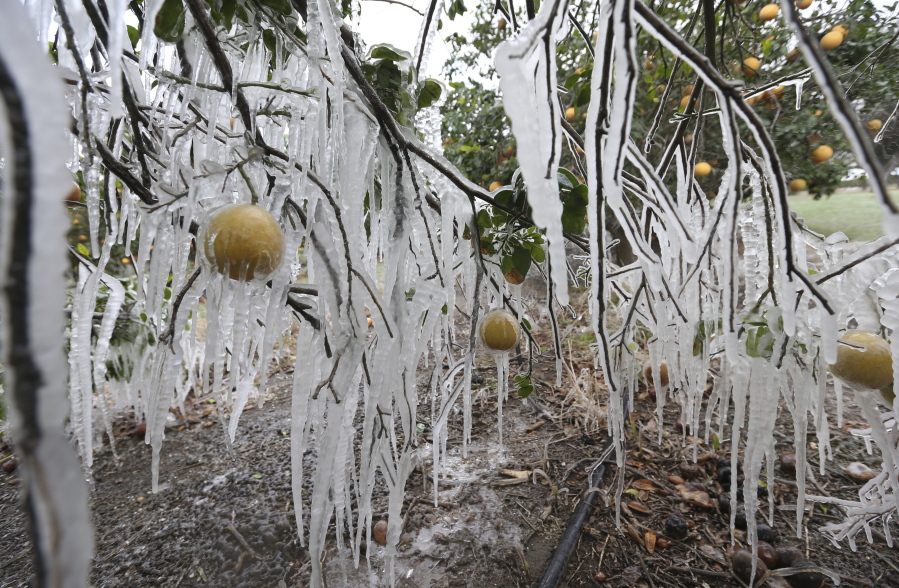 Icicles form on a citrus tree from a sprinkler system used to protect the trees from the freezing temperatures Monday in Edinburg, Texas. There have been record subzero temperatures in Texas and Oklahoma.