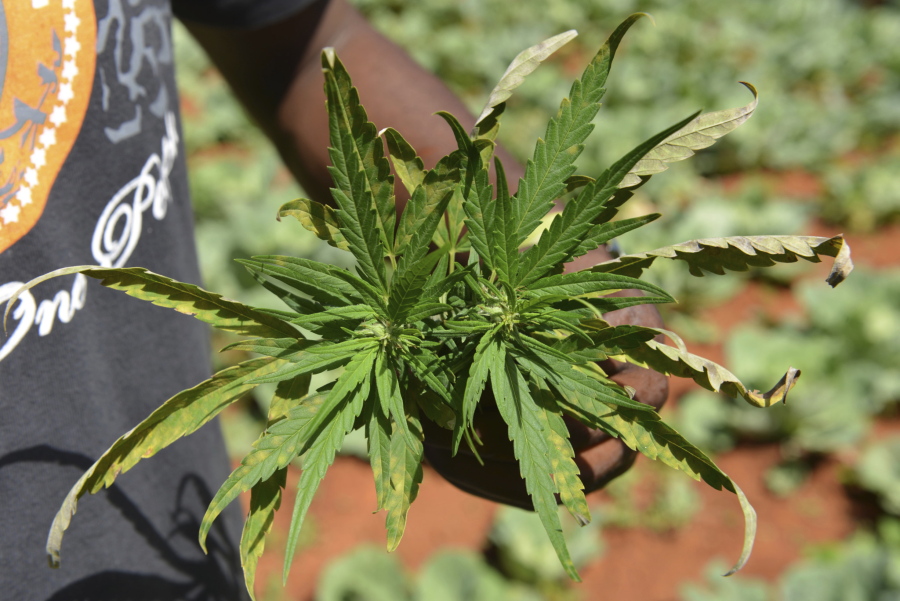 Farmer Breezy shows off the distinctive leaves of a marijuana plant during a tour of his plantation in Jamaica&#039;s central mountain town of Nine Mile.