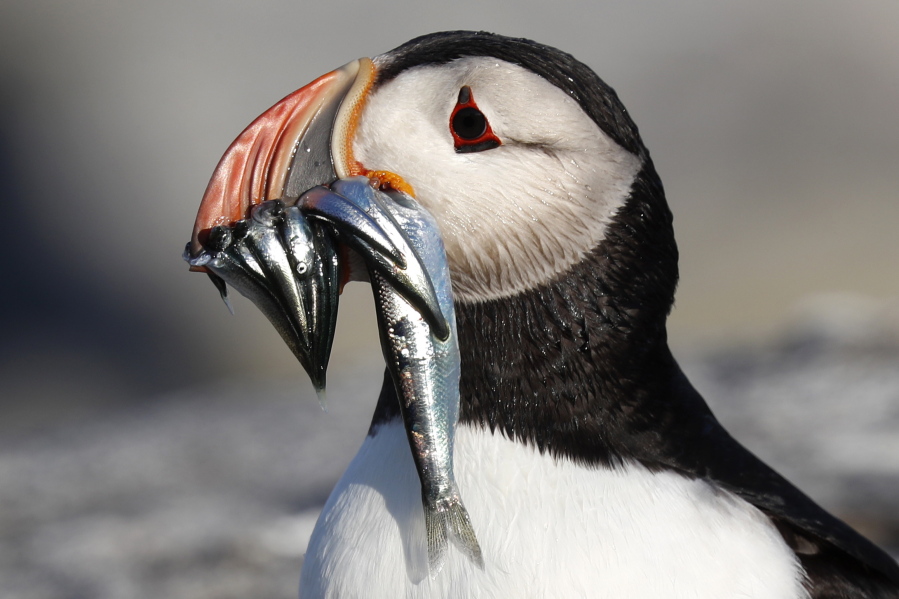 An Atlantic puffin carries bait fish it will feed its chick on Eastern Egg Rock, a small island off the coast of Maine.