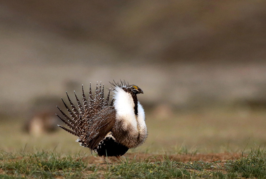 A  male sage grouse struts in the early morning outside Baggs, Wyo., in 2015. A federal judge has overturned a Trump administration action that would have allowed mining and other development in areas considered important for the species&#039; survival.