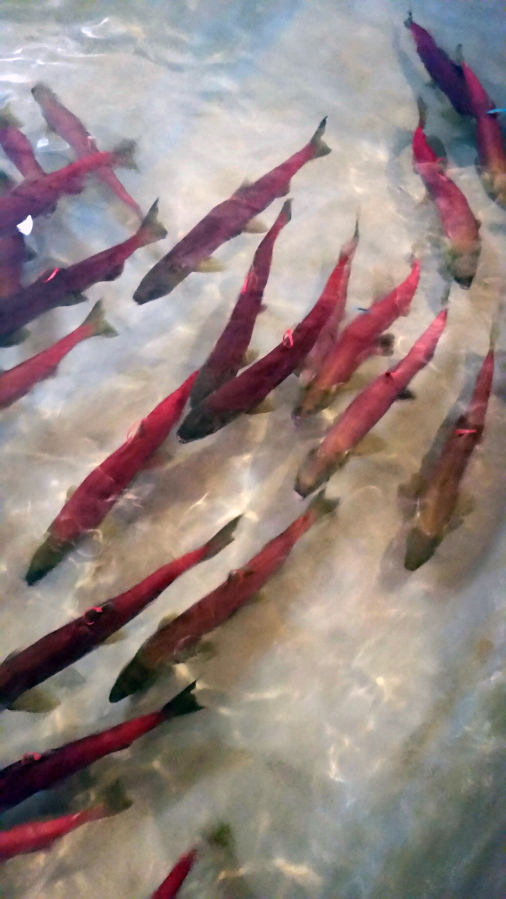 FILE - In this Sept. 26, 2017, file photo, provided by Idaho Fish and Game, Snake River sockeye salmon that returned from the Pacific Ocean to Idaho over the summer swim in a holding tank at the Eagle Fish Hatchery in southwestern Idaho. A meager return of sockeye salmon to central Idaho this year despite high hopes and a new fish hatchery intended to help save the species from extinction has fisheries managers trying to figure out what went wrong.