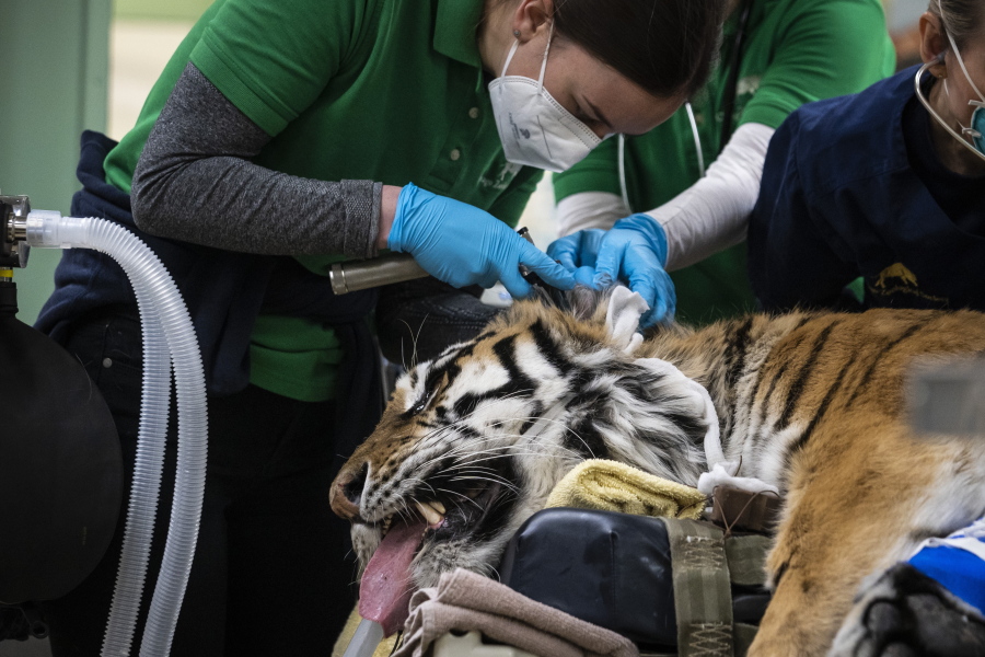 Veterinarians, technicians and staff prepare Malena, a 10-year-old endangered Amur tiger, for total hip replacement surgery at Brookfield Zoo on Jan. 27 in Brookfield, Ill.