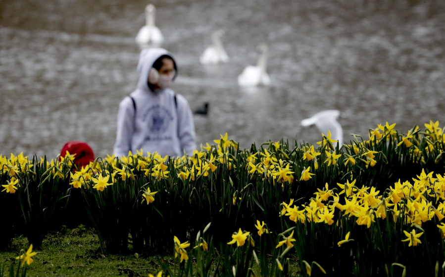A pedestrian wearing a face covering due to the Covid-19 pandemic walks past blooming daffodils in a park in London, Friday, Feb. 19, 2021 as the lockdown in Britain continues.