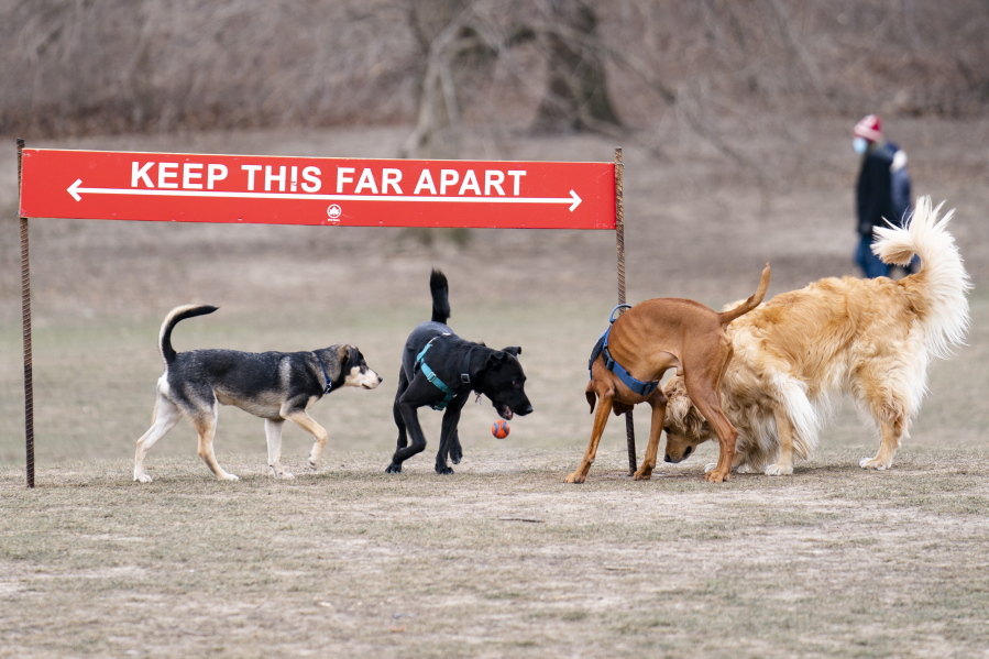 Dogs play around a social distancing sign Jan. 31 during off-leash morning hours at the Long Meadow in Prospect Park in the Brooklyn borough of New York.