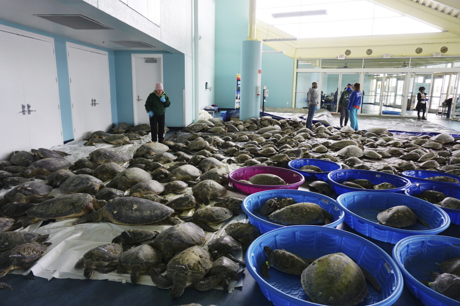 FILE - In this Feb. 16, 2021, file photo, thousands of Atlantic green sea turtles and Kemp&#039;s ridley sea turtles suffering from cold stun are laid out to recover at the South Padre Island Convention Center on South Padre Island, Texas.