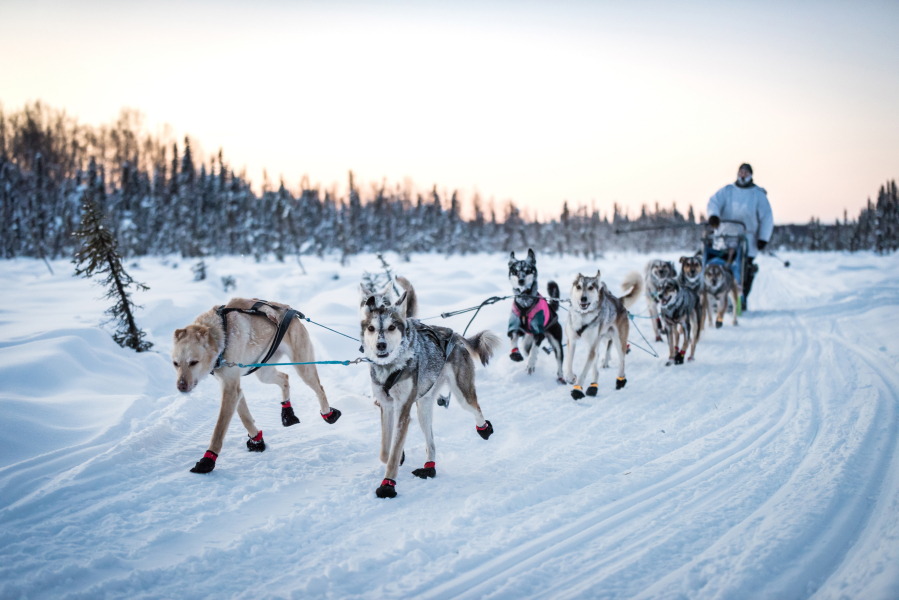 La Center High graduate Josh McNeal leads his sled dog team out on a run in preparation for The Iditarod  dog sled race, which starts Sunday just outside of Wasilla, Alaska.