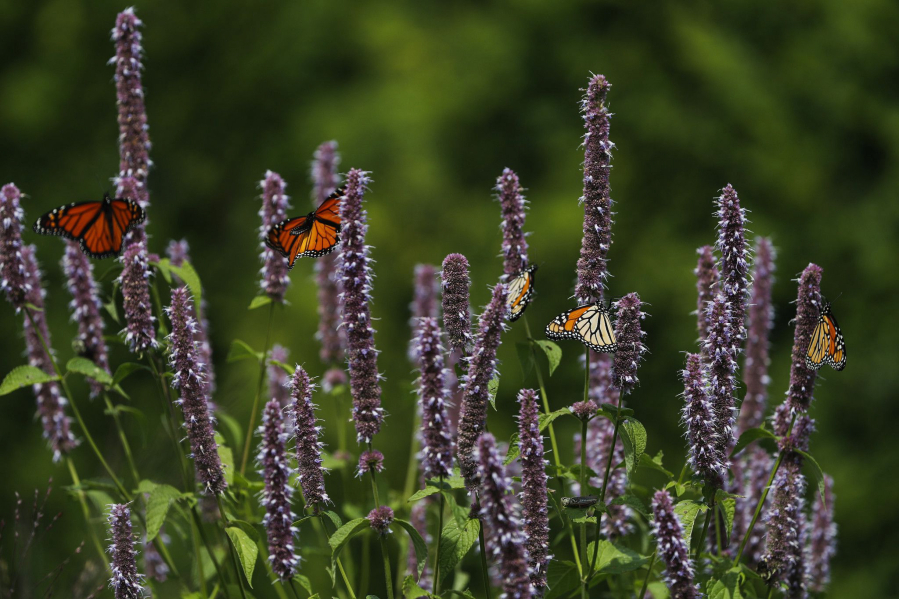 Monarch butterflies rest on giant hyssop plants in 2019 at the Lurie Garden located at Millennium Park in Chicago. (Jose M.