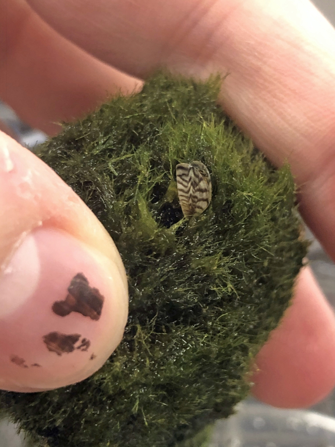 A small zebra mussel is seen in an ornamental moss ball obtained from a U.S. pet shop. The invasive mussels have been found in moss balls at pet shops in at least 21 states.