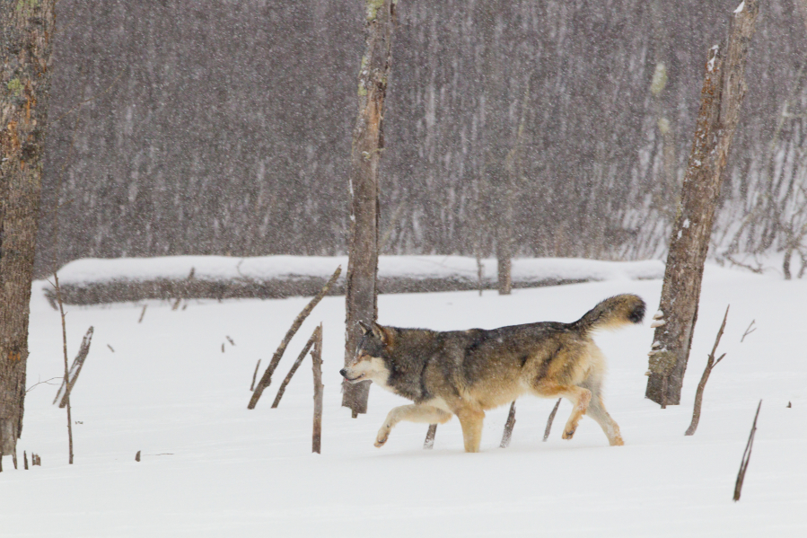 According to an Idaho Fish and Game population estimate, the state&#039;s wolf population remained stable between 2019 and 2020.