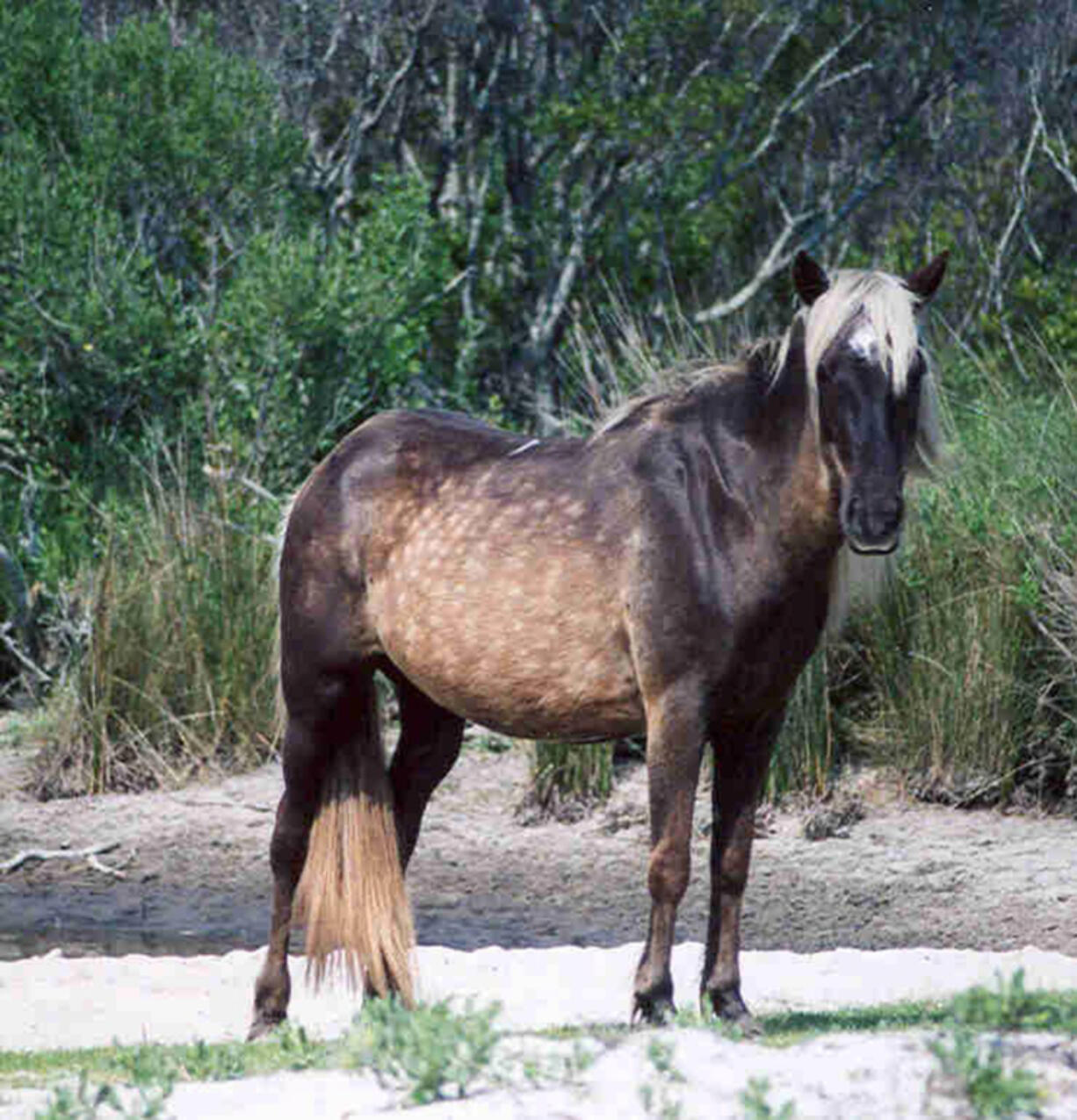 Dusty, the wild horse, which roamed North Carolina&#039;s Outer Banks, has died.