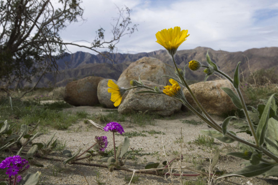 Sand verbena (purple) and desert sunflower (yellow) in Southern California&#039;s Borrego Springs.