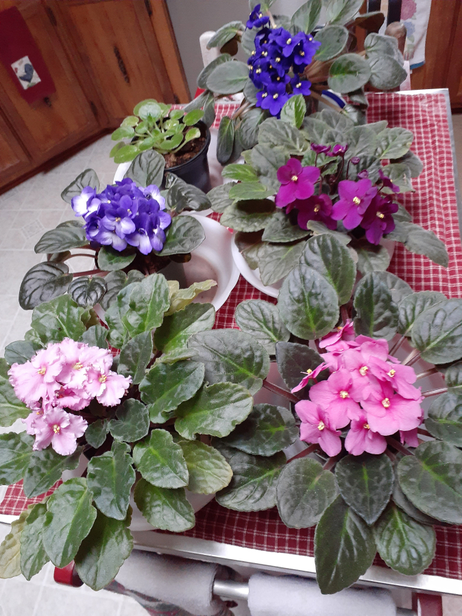 African violets are an easy to grow houseplant that let you bring flowers indoors.