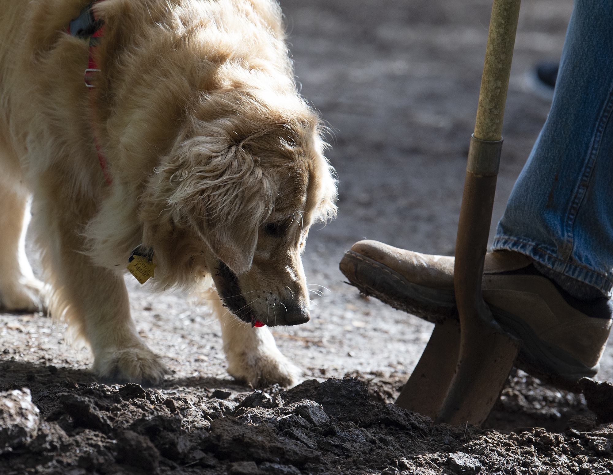 Lucy, a golden retriever, tries to help dig on Saturday, March 6, at Ike Memorial Dog Park in Vancouver. DOGPAW held its volunteer cleanup Saturday, as more than a dozen volunteers dug a trench to help filter water away from some of the muddier spots of the park.