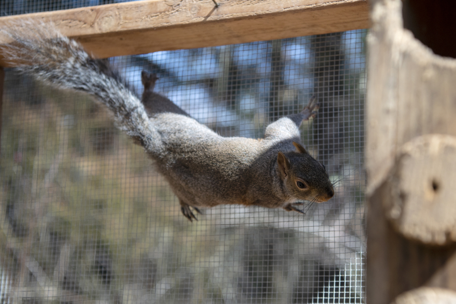A rehabilitating squirrel traverses the wire fencing in an enclosure on a Squirrel Refuge volunteer&#039;s property in the Proebstel area north of Camas.