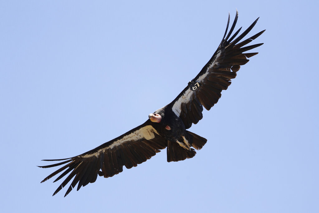 FILE - In this June 21, 2017, file photo, a California condor takes flight in the Ventana Wilderness east of Big Sur, Calif. The endangered California condor could return to the Pacific Northwest for the first time in 100 years. The San Francisco Chronicle says the U.S. Fish and Wildlife Service plans to allow the release of captive-bred giant vultures into Redwood National Park as early as fall 2021.