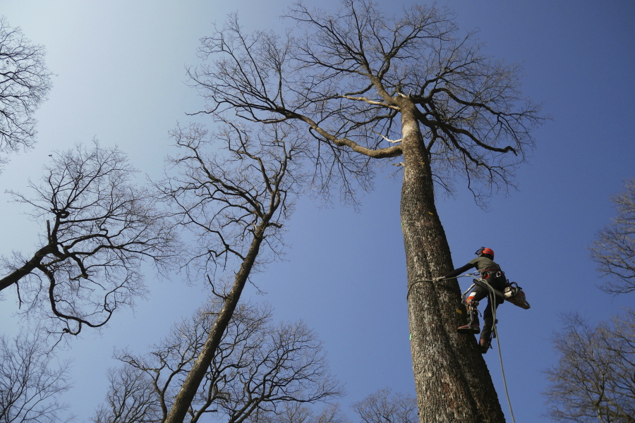 A forest worker climbs an oak Tuesday in the Forest of Berce in the Loire region of France. Four 200-year-old oaks are being felled for wood to reconstruct Notre Dame cathedral&#039;s fallen spire.